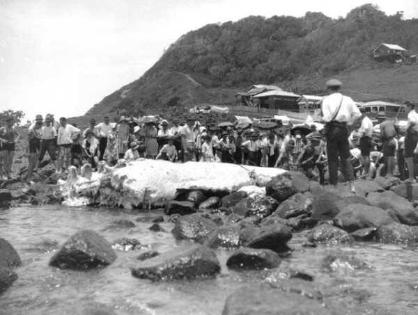 Beached whale carcass, Burleigh Heads, Queensland, Christmas 1926 Photographer unknown