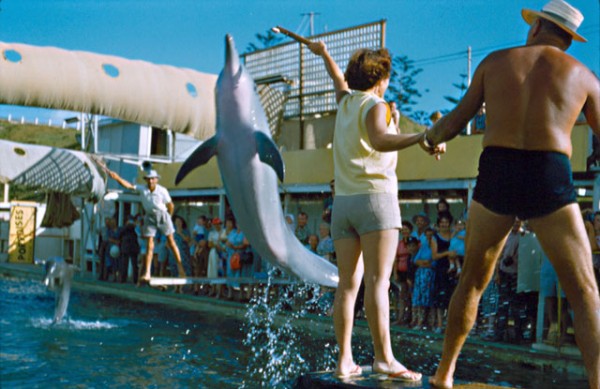Guests feeding the leaping dolphins at Jack Evans' Porpoise Pool at Snapper Rocks, Coolangatta, Queensland, 1960 Marcus McInnes photographer
