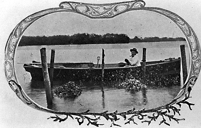 Oyster farmer in his boat culling oysters on a lease in the Broadwater, Southport, Queensland, circa 1919 Photographer unknown