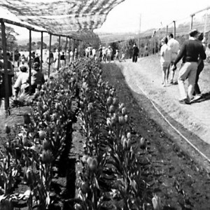 Rows of tulips at the Tulip Farm on Springbrook, Queensland, circa 1960s McKenzie Family photographer