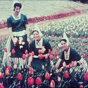 Staff in traditional costume at the Tulip Farm circa 1966. Alexander McRobbie photographer