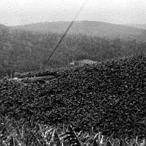 Banana covered hillsides, Advancetown, circa 1950. Photographer unknown