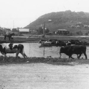 Cattle at Burleigh, circa 1930. Photographer unknown