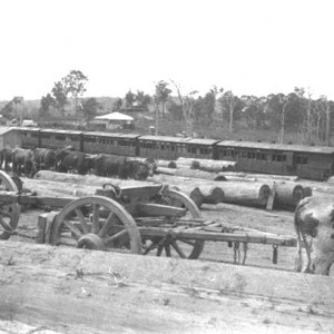 Bullock teams bringing logs to Nerang Railway Station circa 1920s Photographer unknown