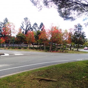 Entry to Pacific Pines at Smith Street, 2015. Photographer C Aubrey