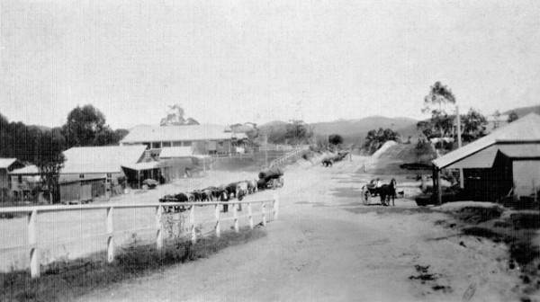 Sehmish's bullock teams hauling logs through Mudgeeraba township circa 1920 Photographer unknown