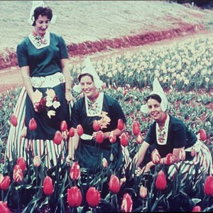 The Tulip Farm