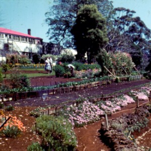 Tulip farm, Springbrook Road, Springbrook, Queensland, circa 1960s Fred Chapman photographer