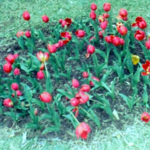 Tulips at the Tulip Farm, Springbrook Road, Springbrook, Queensland, circa 1960s Fred Chapman, photographer