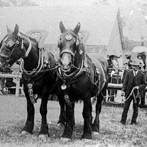 The Nerang Show