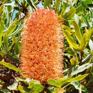 Wallum Banksia, 2015. Photographer Narelle Power