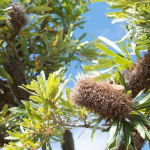 Wallum Banksia, 2015. Photographer Narelle Power