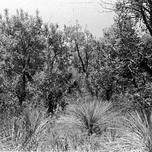 Wallum Banksia, Pine Ridge Reserve, circa 1970s. Photographer unknown