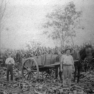 Stewart family working in a patch of arrowroot, Ormeau, 1915. Photographer unknown