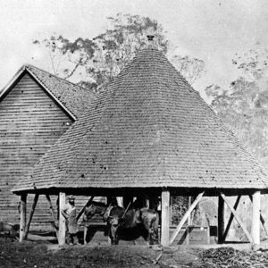 Boyd's horse powered sugar crushing mill, Ormeau, 1873. William Boag, photographer